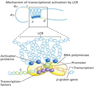 Mechanism of transcriptional activation by LCR