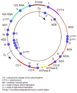 Structure of the human mitochondrial genome