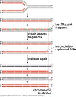 Diagram showing incomplete replication of chromosome ends and progressive shortening