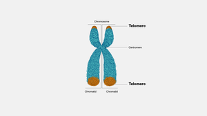 Chromosome diagram highlighting telomere regions