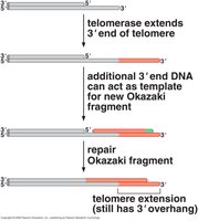 Stepwise diagram of telomerase extension and T-loop formation