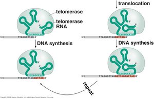 Mechanism of telomerase extension showing repeat addition and DNA synthesis