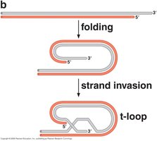 Folding of telomere into T-loop structure