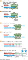 Stepwise attachment and elongation of telomeres by telomerase