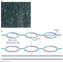 Electron micrograph and schematic of replication bubbles forming at multiple origins