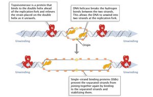 Schematic showing the roles of topoisomerase, helicase, and SSBs at the replication fork