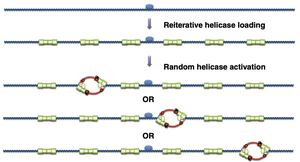 Diagram of reiterative helicase loading and random activation at multiple origins