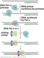 Stepwise diagram of primer synthesis and polymerase switching during strand initiation