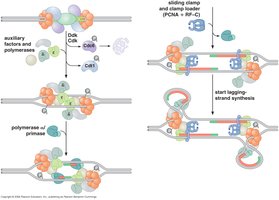 Assembly of the replication fork and coordination of leading and lagging strand synthesis