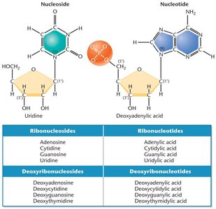 Nucleoside and nucleotide structures and naming