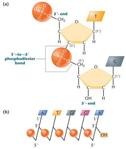Phosphodiester bond formation in DNA