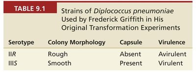 Diagram of Griffith's transformation experiment