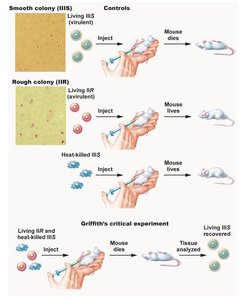 Griffith's experiment results with mice