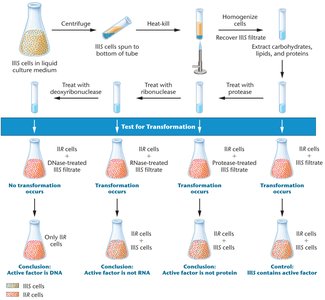 Avery, MacLeod, and McCarty's experimental design
