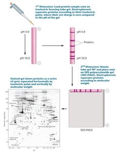 Two-dimensional gel electrophoresis for protein separation