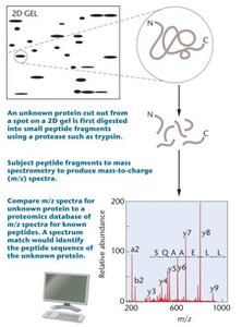 Mass spectrometry for protein identification