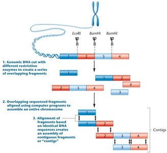 Overview of whole-genome sequencing and assembly