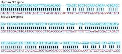 Comparison of human LEP and mouse Lep genes