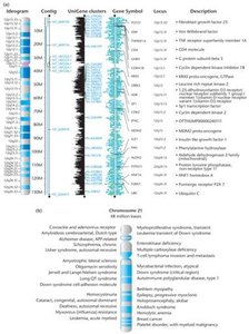 Gene map for human chromosomes and disease gene locations