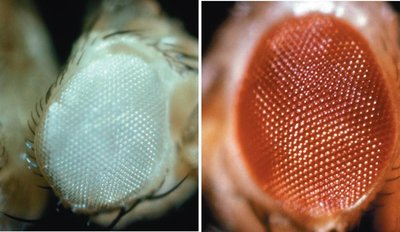 Wild-type and white-eyed Drosophila
