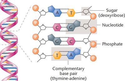 DNA double helix and nucleotide structure