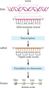 Gene expression: transcription and translation