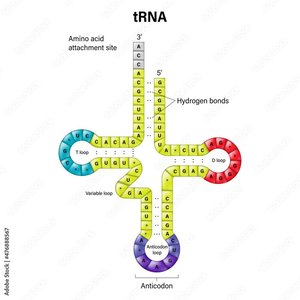 tRNA structure