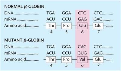 DNA and protein changes in sickle-cell anemia
