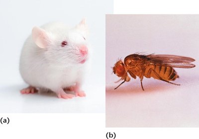 Mouse and fruit fly as model organisms