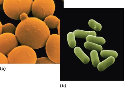 Yeast and E. coli as model organisms
