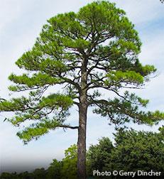 Loblolly pine (Pinus taeda)