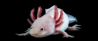 Axolotl (Ambystoma mexicanum)
