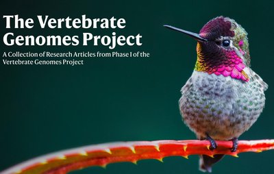The Vertebrate Genomes Project