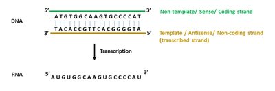 Diagram showing sense and antisense strands in transcription