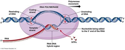 Overview of the transcription complex