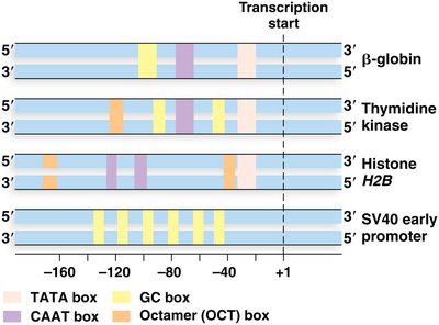 Comparison of promoter elements in different genes