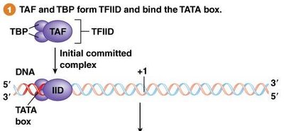 TFIID binding to TATA box