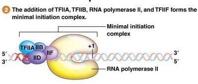 Minimal initiation complex assembly