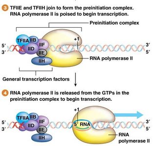 Preinitiation complex and transcription start