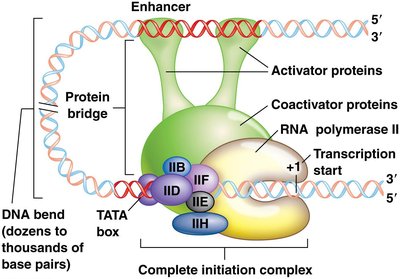 Enhancer sequence function
