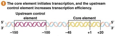 Core and upstream control elements in Pol I promoters