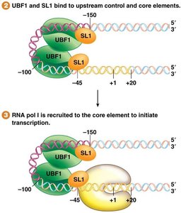Assembly of Pol I initiation complex