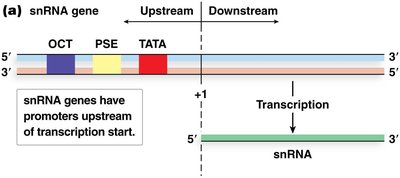 Promoter elements in snRNA genes