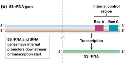 Internal control regions in 5S rRNA genes