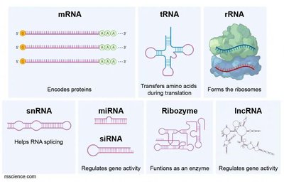 Diagram of RNA classes and their structures