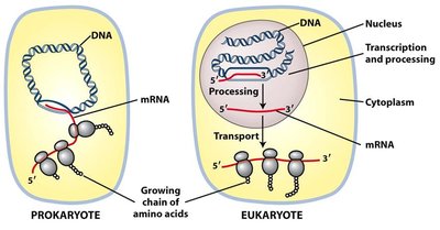 Comparison of prokaryotic and eukaryotic transcription and translation