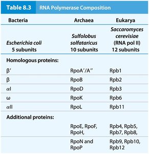 Table comparing RNA polymerase composition in bacteria, archaea, and eukarya