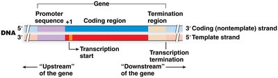 Diagram of gene structure and transcription geography