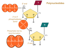 Polynucleotide 3' to 5' phosphodiester bond formation