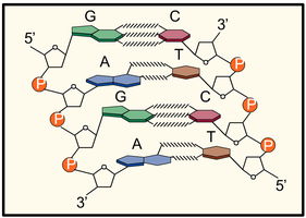 Base pairing in DNA double helix